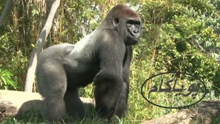 زنده ماندن در حیات وحش - 3