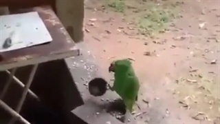 گرسنه کاسه به دست