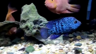 تگزاس بلو Texas Blue