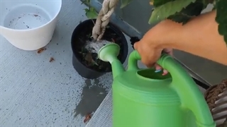 the ultimate guide to becoming THAT girl | lifestyle glow up! (healthy food, workout, + more!)