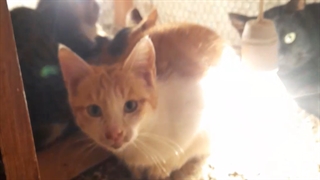 دارابکلا ، گربه ها