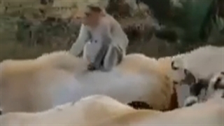 گوسفندسواری