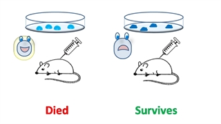 آزمایش گریفیت دوازدهم