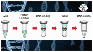 استخراج DNA به وسیله کیت