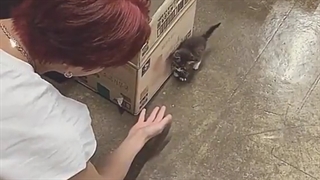 رابطه سافت جونگوون با پیشی