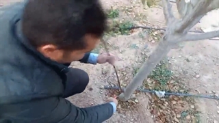 آموزش هرس درختان میوه