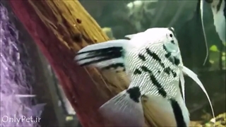 انواع نژاد آنجل فیش (فرشته ماهی آب شیرین)