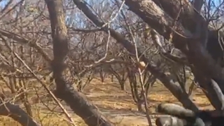 آموزش هرس زردآلو