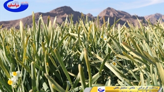 برداشت گل نرگس از مزارع شهرستان خوسف