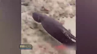 نحوه شگفت انگیز استتار اختاپوس - خبر گزاری صدا و سیما