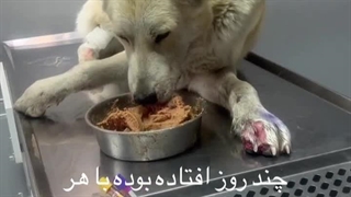 حیوان آزاری،آزار رساندن، حامی حیوانات،احسان طایفه