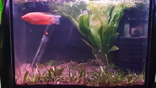 پرورش ماهی گوارامی قسمت اول