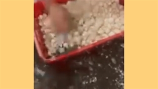 بلنچ یا اسلایس قارچ