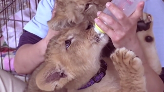 غذا دادن به بچه شیر ها در باغ وحش