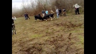 فیلم گاو جنگی مازندران