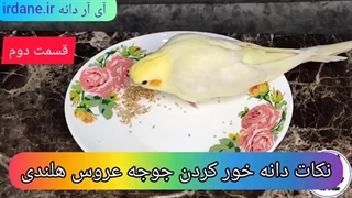 آموزش دانه خور کردن جوجه عروس هلندی قسمت دوم