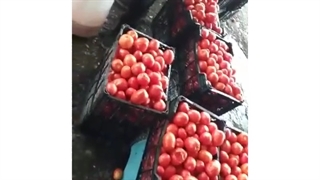 گوجه گیری صنعتی 09190951834