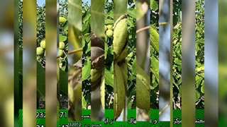 فروش ویژه نهال گردو با تخفیف ویژه روز پدر به مدت یک هفته !