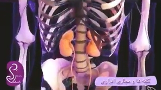 کلیه ها و مجارى ادرار