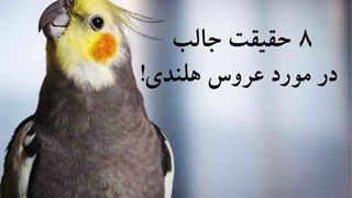 ۸ حقیقت جالب در مورد عروس هلندی! | مجله حیوانات خانگی پتسی
