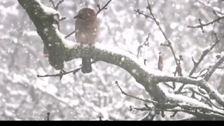 نماهنگ شکوه برف | موسیقی آرامش بخش شکوه برف | آهنگ فوق العاده زیبای شکوه برف | موسیقی بی کلام
