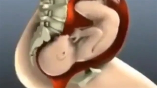 انیمیشن روند زایمان طبیعی