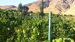 باغ#ایستاده #انگور با #پایه داربستی #کامپوزیتی