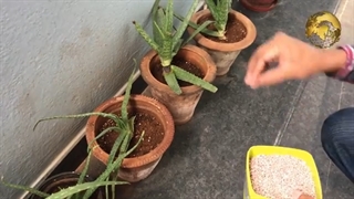 کود NPK و نحوه ی استفاده از آنها برای گیاهان