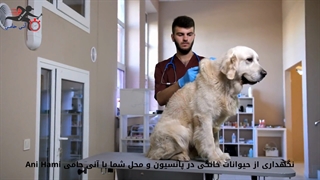 نگهداری از حیوانات خانگی در پانسیون و محل شما با آنی حامی Ani Hami