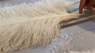 ostrich oj company wholesaler ostrich feathers