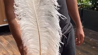 ostrich oj company wholesaler ostrich feather