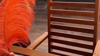 ostrich oj company wholesaler ostrich feathers