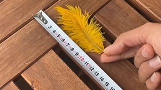 ostrich oj company wholesaler ostrich feather