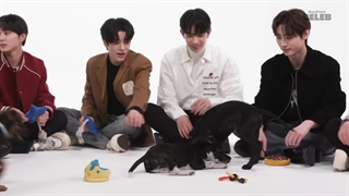 ویدیو مصاحبه با سگ ها "The Puppy Interview" با حضور انهایپن + زیرنویس فارسی