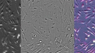 نانو الکترونیک مولکولی(افشین رشید)