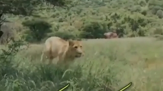 شکارچی آی شکارچی با صدای وحید فلاح