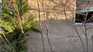 شوره زدن سنگ