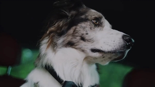 فیلم کمدی سگ های آشغال دونی دوبله فارسی Junkyard Dogs 2022