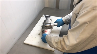 فلس گیر ماهی برند استین STEEN ساخت کشور بلژیک