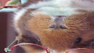 حیوانات بامزه