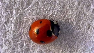 اجرای لایه های بام سبز نیاوران