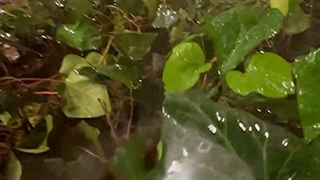 آبیاری اتوماتیک مشاهدات برج نیاوران