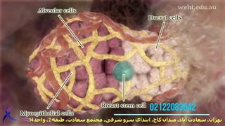رشد سلول های سرطان | رشد سلول های تومور