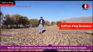 کاشت زعفران در افغانستان شرکت زعفران کینگ بیزینس