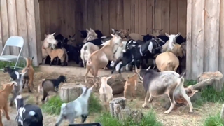 تنفر بز از خیس شدن و باران!