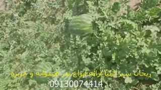 بذر هندوانه سفید -بذر هندوانه دراگون