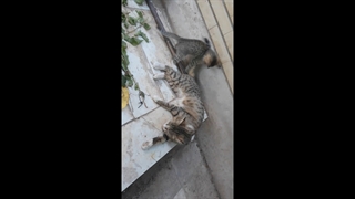 بازی کردن بچه گربه بامزه با دُم مامانش