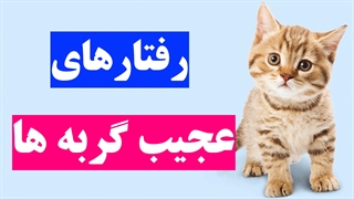 رمزگشایی از عادات گربه ها