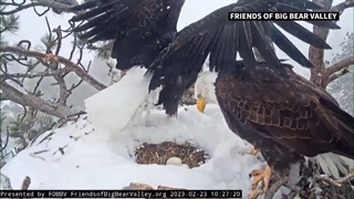 لحظه شیرین انتظار دو عقاب برای تولد جوجه‌ها