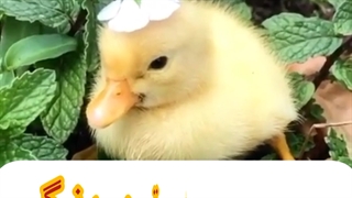 فروش جوجه اردک